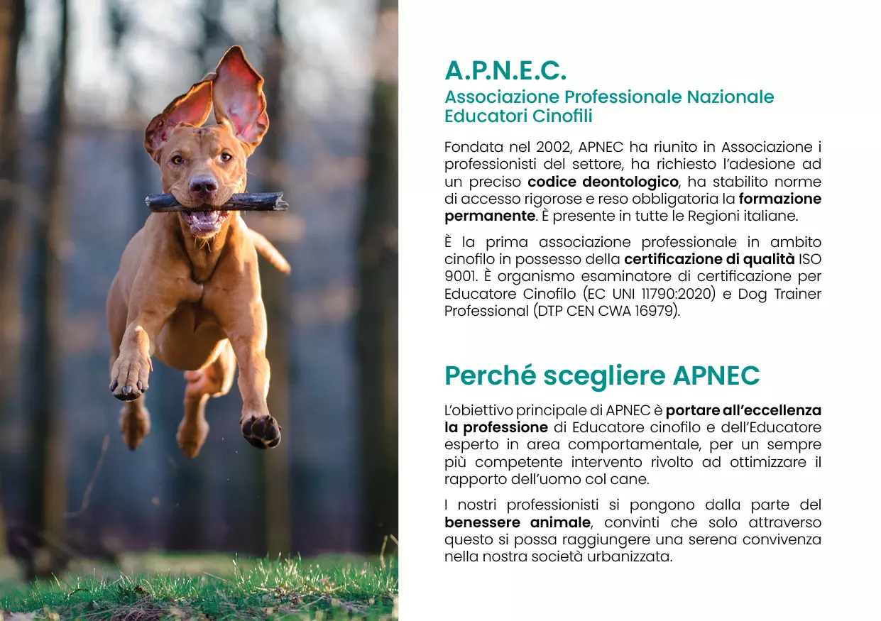 Parentesi Grafica - brochure APNEC pagina 3